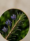 Rosemary Leaf Oil
